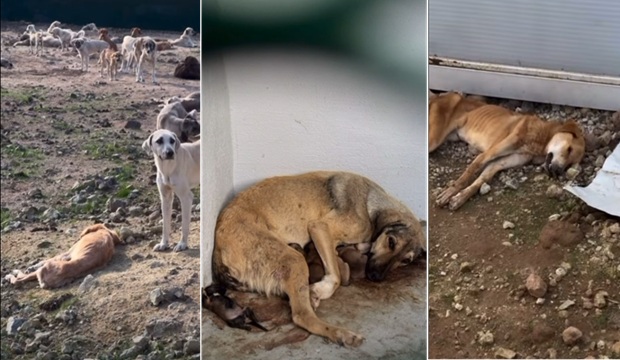  Hayvan Bakımevi İhmallerine &Ccedil;anakkale Barosu&rsquo;ndan Tepki 