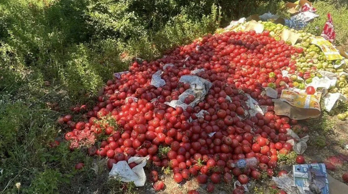 Ormana Tonlarca Domates D&ouml;ken Şahıs Yakalandı!