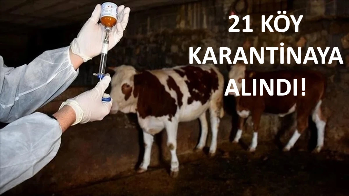 Biga&rsquo;da Şap Alarmı: 21 K&ouml;y Karantina Altına Alındı!