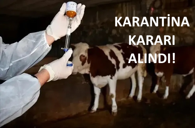 Biga&rsquo;da Şap Alarmı!