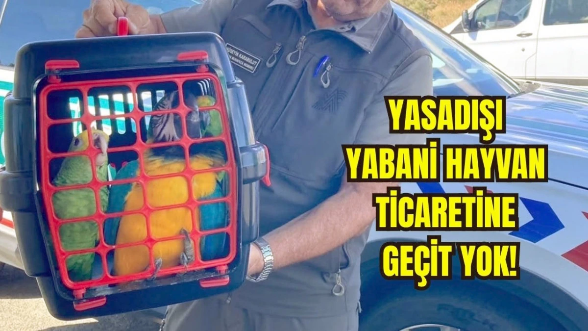 &Ccedil;anakkale K&ouml;pr&uuml;s&uuml;nde Egzotik Kuş Operasyonu