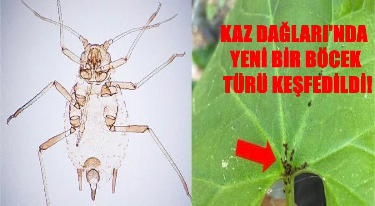 D&uuml;nya Literat&uuml;r&uuml;ne 'Aphis Dardanelliensis' İsmiyle Girdi