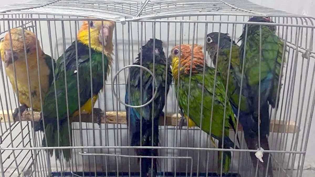Ka&ccedil;ak Papağan Operasyonu: 9 Papağana El Konuldu