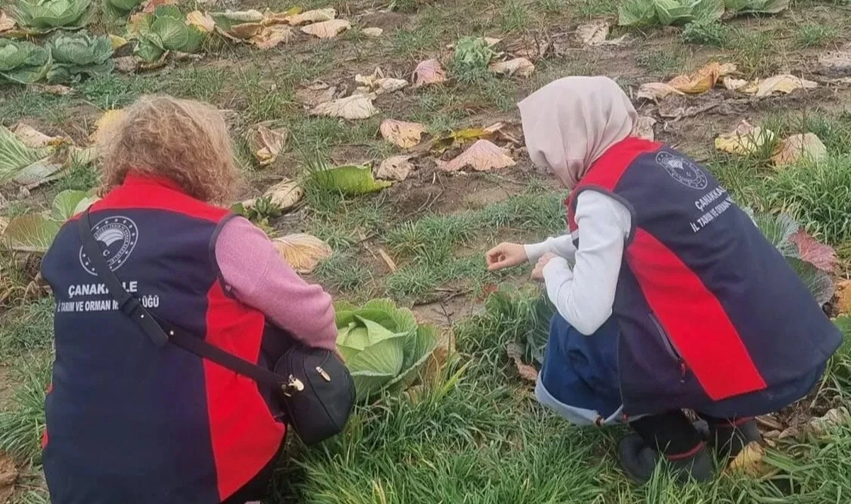 Kışlık Sebze Tarlalarında Saha Denetimi Başlatıldı